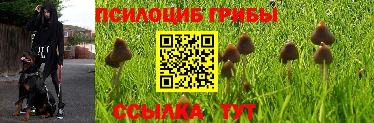 Кызыл  Псилоцибиновые грибы GOLDEN TEACHER  Вход с VPN 